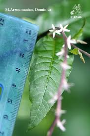 Image result for Petiveria