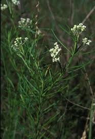 Possibility Place Nursery Purveyor Of Native Plant Life Monee Illinois Plants Native Plants Plant Life