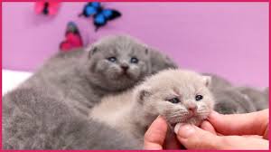 Our cattery is located in washington state, usa Learn How Baby Kittens Grow 0 10 Weeks British Shorthair Lilac Kitten Compilation Youtube