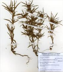 Image result for Spermacoce radiata