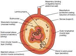 Physiology Of Muscle Contraction Smooth Muscle Flashcards Quizlet