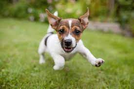 How To Tell When A Puppy Is Full Grown Lovetoknow