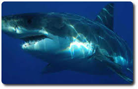 Information About Sharks And Their Anatomy Secrets Shark Sider