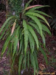 Image result for Blechnum attenuatum