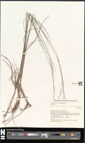 Image result for Eragrostis prolifera