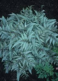 Image result for Athyrium newtonii