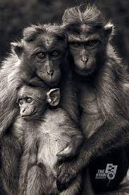 Family Animals Beautiful Cute Animals Animals