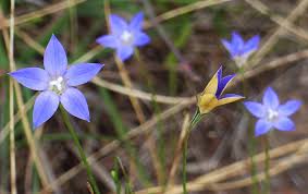Image result for Wahlenbergia wittei
