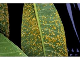 Check spelling or type a new query. Fact Sheet Frangipani Rust 243