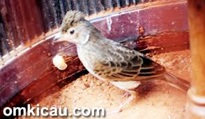 Branjangan belis branjangan betina kesetanan suara nembak nembak cocok buat masteran dan pancingan. Suara Masteran Istimewa Untuk Branjangan Pailing Dan Sanma Om Kicau