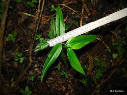 Image result for Shirakiopsis