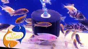 Pin On Aquariums Fish