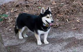 Here Are 22 Adorable Dog Cross Breeds You Ve Never Heard Of The Last One Will Melt Your Heart Dog Crossbreeds Corgi Husky Mix Mixed Breed Dogs