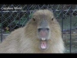 capybara makes very very funny faces カピバラは非常に面白い顔を作ります カピバラ 哺乳類 脊椎動物