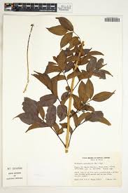 Image result for Markhamia zanzibarica