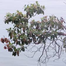 Image result for Andrachne