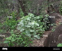 Image result for Abutilon angulatum