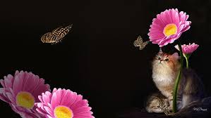 Enjoy and share your favorite beautiful hd wallpapers and background images. Kitten So Sweet Illustration Of Pink Chrysanthemum With Brown Long Fur Cat Hd Wallpaper Wallpaperbetter