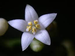 Image result for Psychotria articulata