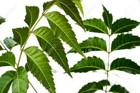 Close up view of ingredients for ayurvedic treatment. Medicinal Neem Leaf On White Background Azadirachta Indica Stock Photo Picture And Royalty Free Image Image 67744215