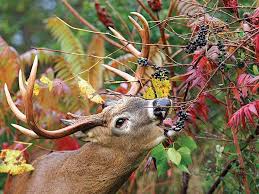 We did not find results for: Acorn Alternatives 10 Foods That Bucks Love