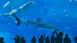 Baltimore Aquarium Bus Trip