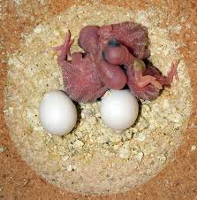 The female reproductive system provides several functions. Budgie Eggs Nesting And Breeding Budgies Guide Omlet Uk
