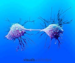 350403 Jpg Visuals Unlimited Cell Biology Cell Division Biology
