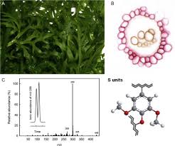 Image result for Fern Green 1977 Renault