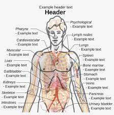Man body anatomy front back. Body Parts Of Man Diagram Study Photo Gallery On Website 1131x1024 Png Download Pngkit