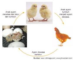 Jadi bayangkan saja jika kamu bermimpi ribuan telur. Bab 4 Daur Hidup Hewan Ipa Kelas 4 Sd