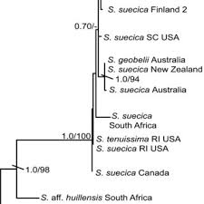 Image result for Harveya huillensis