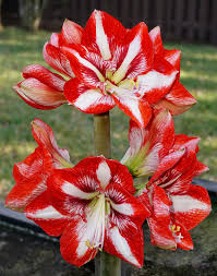 Image result for Hippeastrum