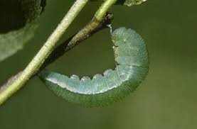 Pupa : Pupation, Anatomy and Metamorphosis - Learn Butterflies
