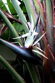 White Bird Of Paradise Palm Tree White Bird Of Paradise Birds Of Paradise