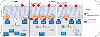 The tumor suppressor activity of DLC1 requires the interaction of its ...