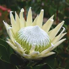 See more of proteas on facebook. Proteas South African Flowers Protea Flower African Plants
