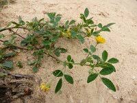 Image result for Medicago laciniata