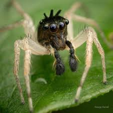 Image result for Disperis sp. nov. aff. macowanii