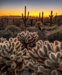 Restaurants near bedillon`s restaurant & cactus garden. 46 Sonoran Desert Ideas Sonoran Desert Nature Arizona