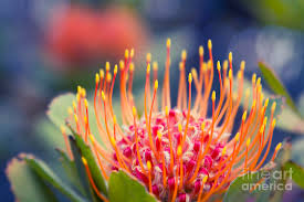 Image result for Protea micans