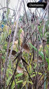 Image result for Crotalaria caudata