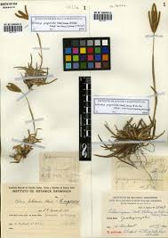 Image result for Eustachys paspaloides