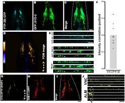 Ptp 3 Lar Ptpr Promotes Intramolecular Folding Of Syd 2 Liprin A To Inactivate Unc 104 Kif1a In Neurons Biorxiv