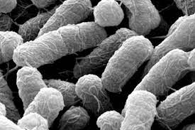 A microbial biorealm page on the genus salmonella typhi. Salmonella Typhimurium Unlike Its Close Relative Escherichia Coli Download Scientific Diagram
