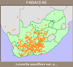 Image result for Lessertia pauciflora