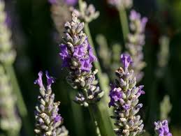 52 best images wann lavendel ernten / wann sind gurken reif zum ernten? So Ist Lavendel Essbar Als Leckere Lavendel Cupcakes