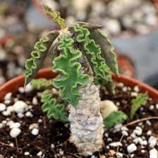 Image result for Euphorbia davyi