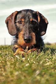 Portrait Printanier Photo Chien Chien Teckel