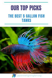Best 5 Gallon Fish Tank Japanesefightingfish Org Betta Fish Tank Betta Fish Care Fish Tank